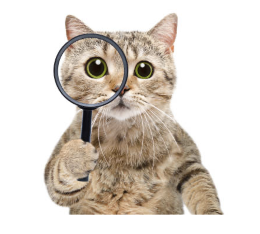 Curiosity Motivated the Cat to Resolve its Knowledge Gap